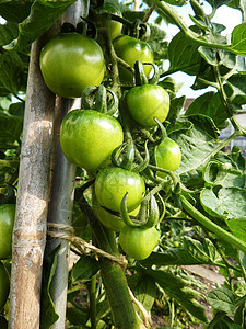 绿色番茄种植植被园艺植物群水果叶子植物食物草本乡村生长图片