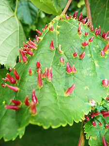 树叶感染叶子生长花园园艺乡村绿色疾病粉色宏观植被图片