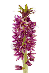 Eucomis 花朵热带绿色工作室星星温室灯泡双色紫色白色星形背景图片