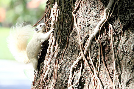 阿尔比诺松鼠在树上喂食哺乳动物松鼠生物食物野生动物木头毛皮荒野公园动物图片