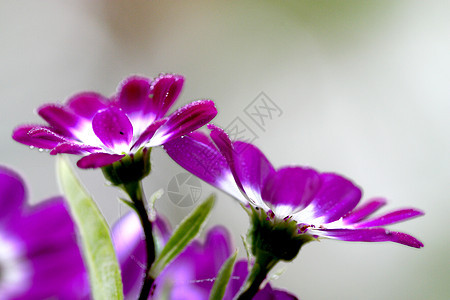 植物 花 菊花 南非花园树叶紫色草地花瓣餐厅绿色地方团体太阳图片