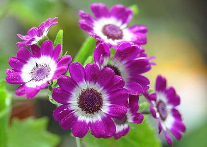 植物 花 菊花 南非花朵绿色地方花园树叶紫色团体花瓣餐厅太阳图片