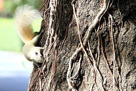 阿尔比诺松鼠在树上喂食公园松鼠食物野生动物生物橙子木头尾巴哺乳动物森林图片