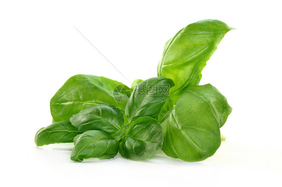 巴西尔品味饮食香草厨房食物花园草本植物绿色草药宏观图片