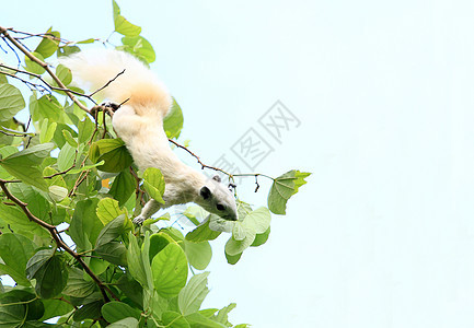 阿尔比诺松鼠在树上喂食森林生活野生动物荒野木头生物动物眼睛毛皮松鼠图片