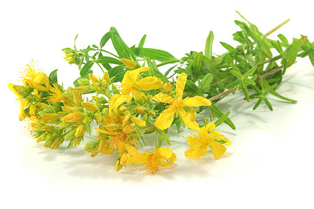 圣约翰的魔咒黄色疗法植物草药砂浆草本植物自然花朵药物图片