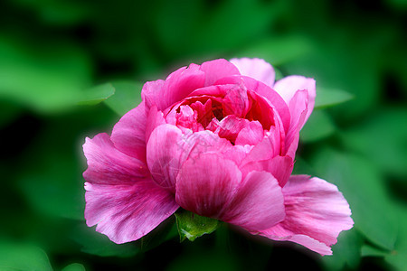 植物 鲜花紫色花朵牡丹花红色叶子图片