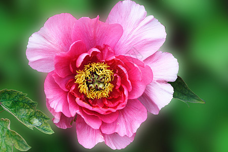 植物 鲜花叶子红色花朵紫色牡丹花图片