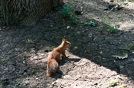 红松鼠野生动物生活动物生物栖息地墙纸狐狸森林公园眼睛图片