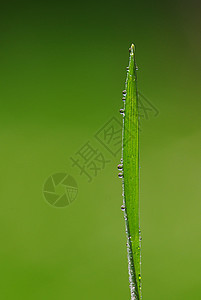 水滴蓝色雨滴水珠闪光绿色反射珍珠图片