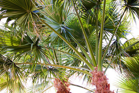 棕榈绿色热带床单植物背景图片