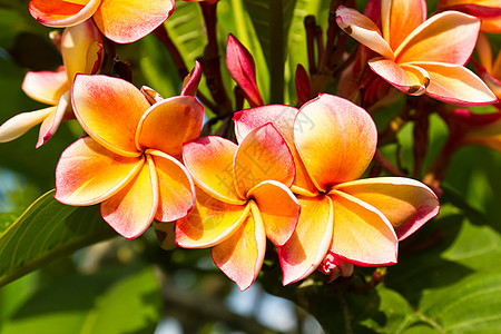 兰朵花槐树温泉花瓣叶子热带花园橙子花朵植物鸡蛋花图片