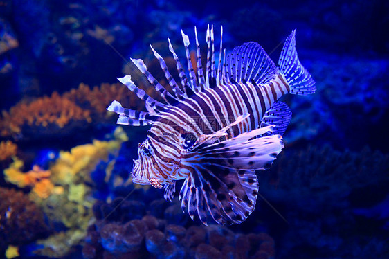 热带水族馆中水下狮子鱼图片