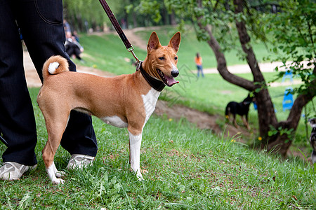 常备基地衣领绿色黑色动物群树叶水平项圈牵狗猎犬公园图片
