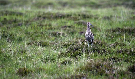 Curlew (努梅尼乌斯阿尔夸塔)图片