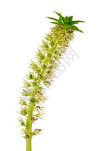 Eucomis 花朵绿色星星灯泡温室盆栽工作室热带星形白色双色背景图片