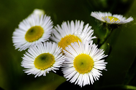 植物 花 英国菊花餐厅花园雏菊花朵图片