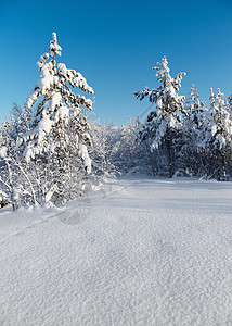 冬季白雪森林天空寒冷松树蓝色照片晴天灌木季节树木雪堆图片