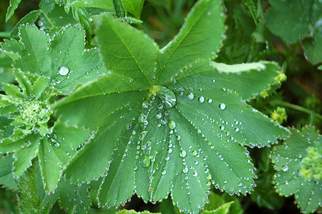 露珠雨滴叶子露杯绿色图片