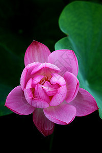 植物 莲花池塘热带花园餐厅红色美丽水生植物环境生长图片