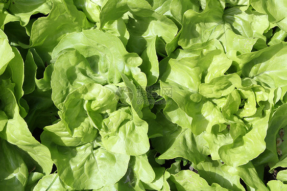 生菜吗植物园艺食物生长沙拉树叶青菜图片