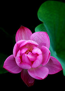 植物 莲花热带池塘餐厅环境美丽水生植物花园红色生长图片