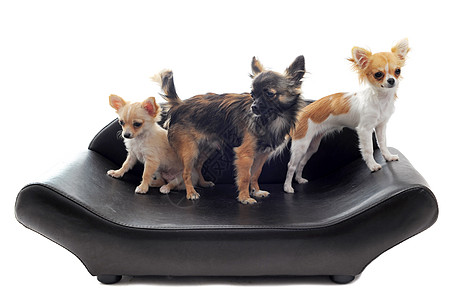 沙发上的吉娃娃动物棕色伴侣宠物皮革工作室犬类白色软垫图片