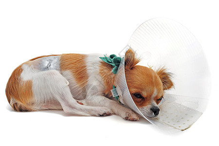 手术后专用塑料动物悲伤兽医医生衣领工作室宠物小狗图片