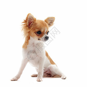 小狗吉娃娃犬类伴侣动物工作室棕色宠物白色图片
