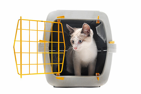 宠物载体中的小猫工作室警觉入口运输兽医动物盒子图片