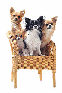 四只吉娃娃坐在椅子上图片