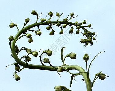 太平洋巨型天体花朵绿色天空生长花园宏观花瓣植物群蓝色图片