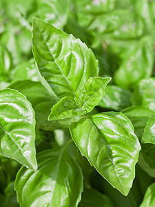 Basil 叶子特写生活花园植物食物绿色草本植物宏观树叶香料沙拉图片
