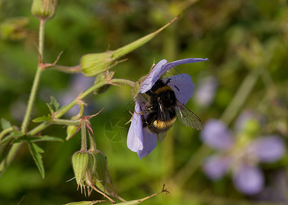 花朵上的蜜蜂蜂蜜荒野昆虫花蜜野生动物植物花粉背景图片