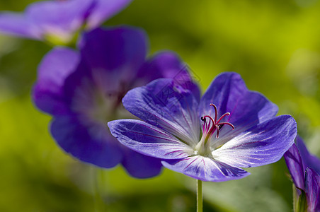 蓝色和紫色宏观花瓣绿色衬套花园荒野图片