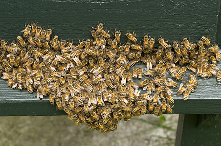 蜜蜂集团图片