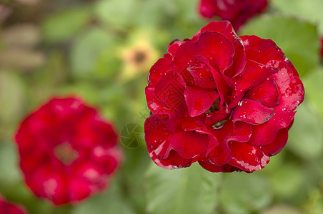 红玫瑰盛开香水花瓣红色玫瑰背景图片