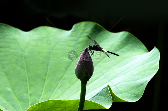 植物 花卉 莲花花园餐厅生长蜻蜓热带荷叶水生植物环境图片