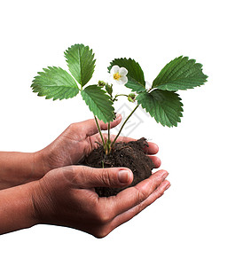 植物掌握在手中树叶绿色花朵土壤背景图片