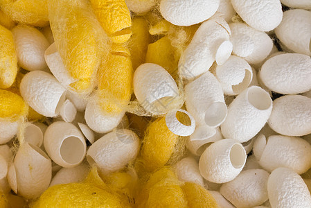 虫纺织品白色纤维加工养蚕业编织材料旋转黄色呵护图片