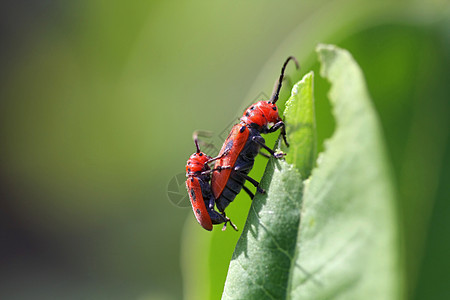 红乳色甲虫触角野生动物蝴蝶翅膀臭虫毛虫花园乳草漏洞天线图片