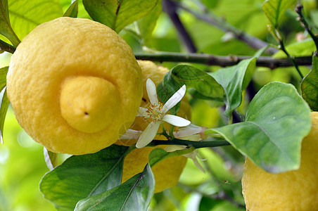 柠檬水果和花朵1图片