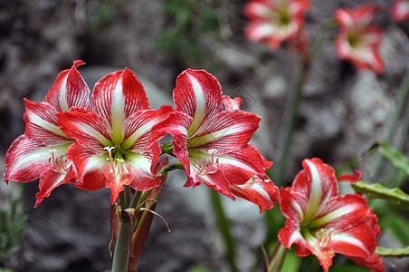 美麻植物白色异国叶子植物学百合红色花园植物群花朵图片