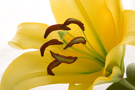 特写黄色百合花植物群百合婚礼花束叶子植物花店香味季节植物学图片