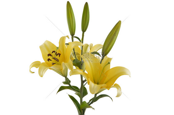 黄色李花束图片
