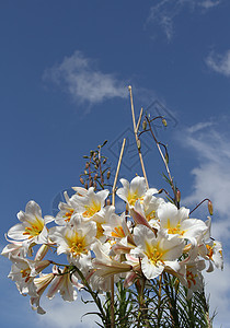 百合花开着图片