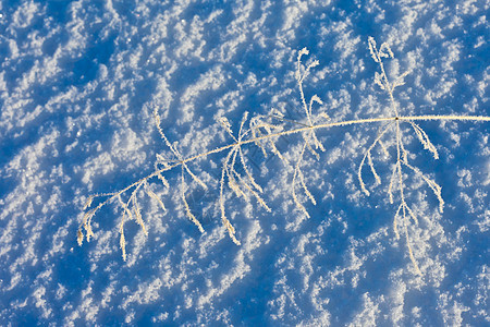 雪层和冷冻的青草图片