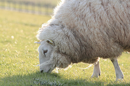 白羊场地农场绿色白色草地家畜哺乳动物图片