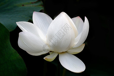 植物 鲜花水生植物热带花园绿色白色环境生长荷叶餐厅荷花池图片