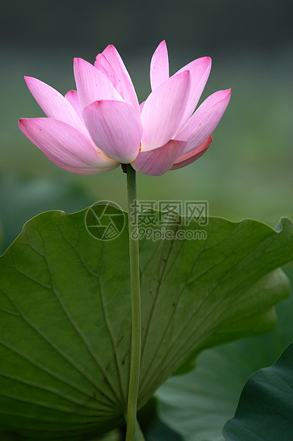 植物 鲜花花院山楂雨刷器绿色叶子花朵生长红色水生植物饭厅图片